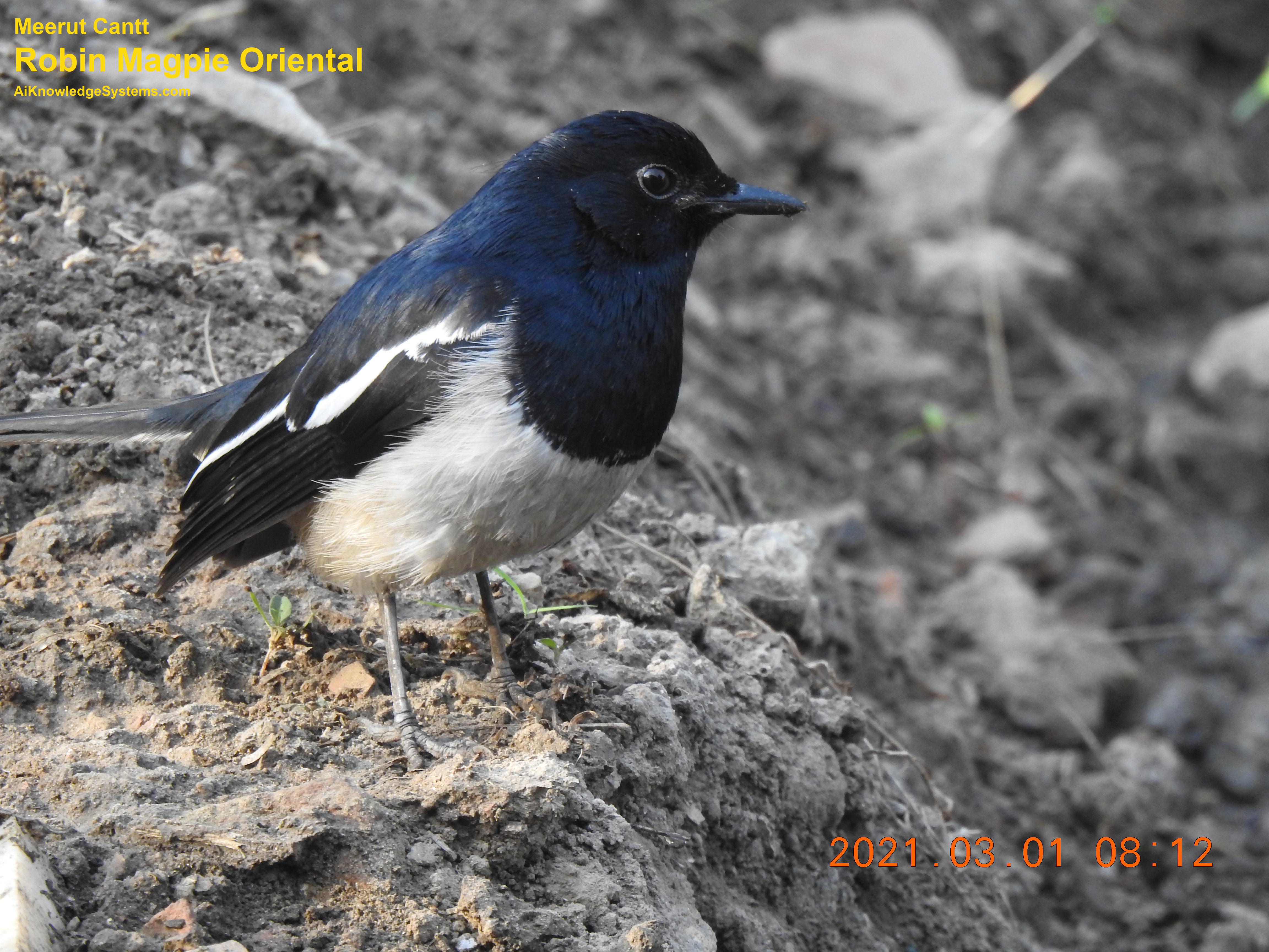 Magpie Robin (107) Coming Soon